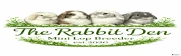 Mini Lop rabbits for sale: Mini Lops available to Reserve 🐰 - Advert 1