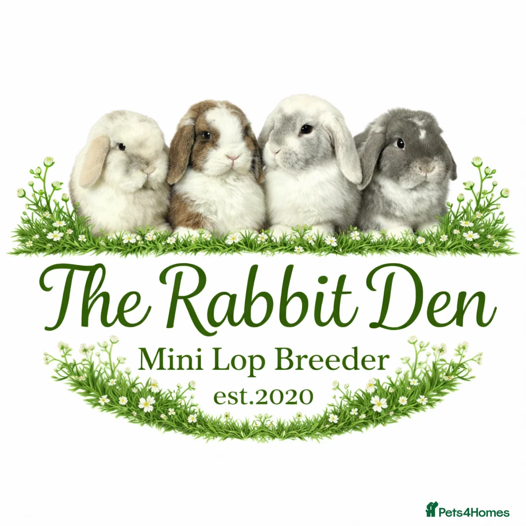 Mini Lop rabbits for sale: Mini Lops available to Reserve 🐰 - Advert 1