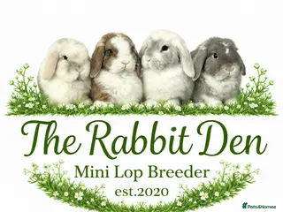 Mini Lop rabbits Mini Lops available to Reserve 🐰 - Advert 11