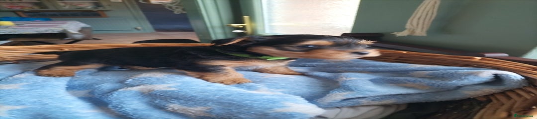Yorkshire Terrier Puppy 1 green 💚