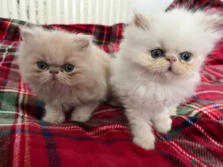 Persian cats Pedigree Persian Kittens for Sale - Advert 5