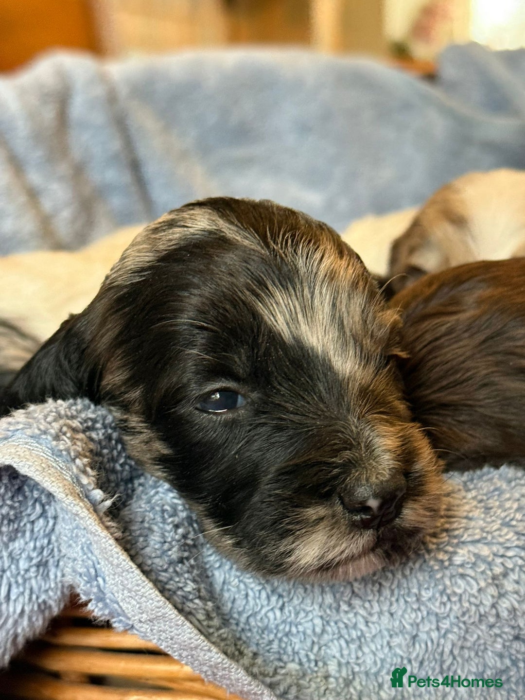 Sproodle dogs for sale: Merle F1 Sproodles 5⭐️Licenced Breeder full DNA - Advert 13