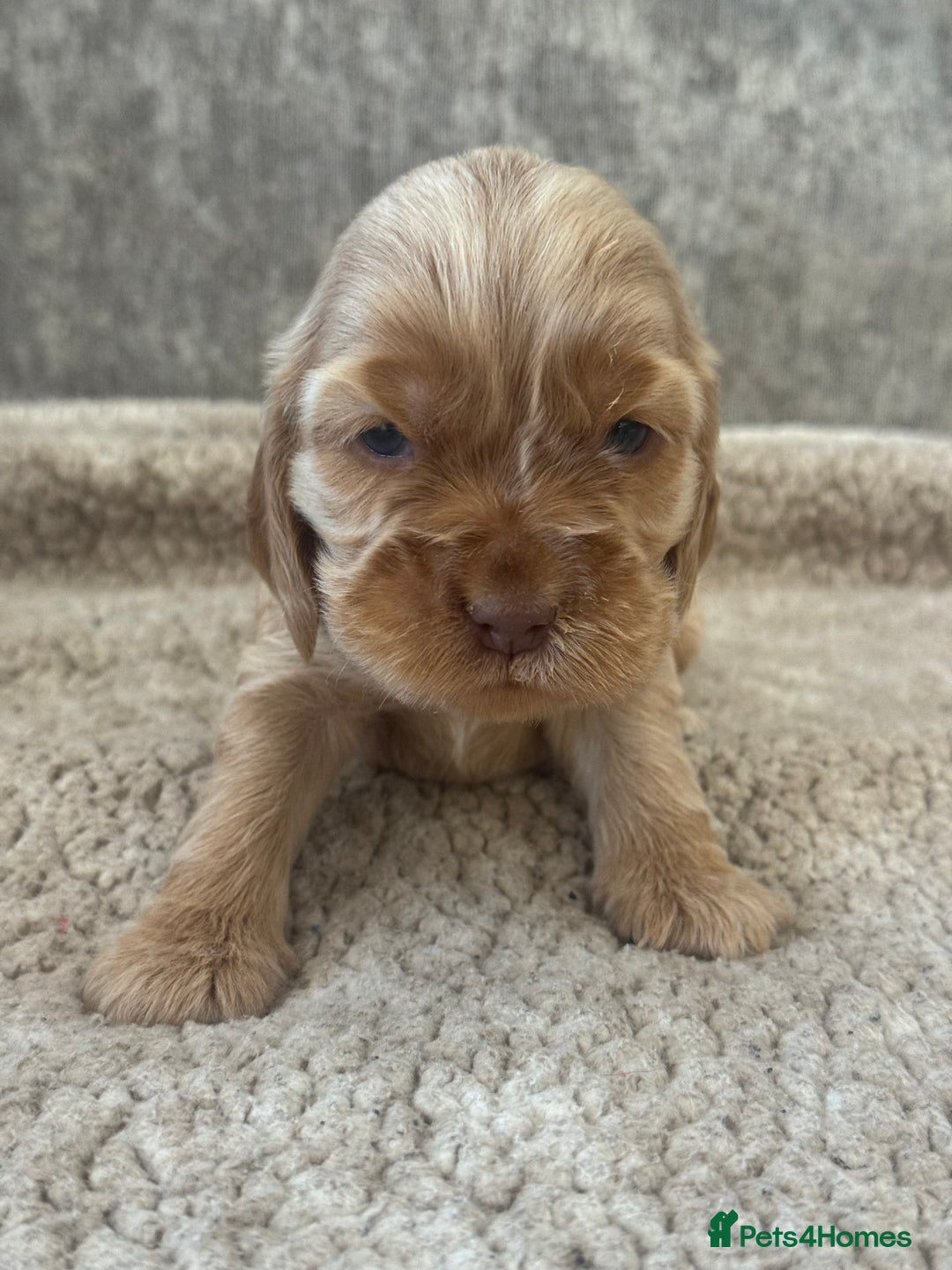 Cocker Spaniel dogs for sale: 100% SHOWTYPE KC REGISTERED HEALTH TESTED - Advert 10