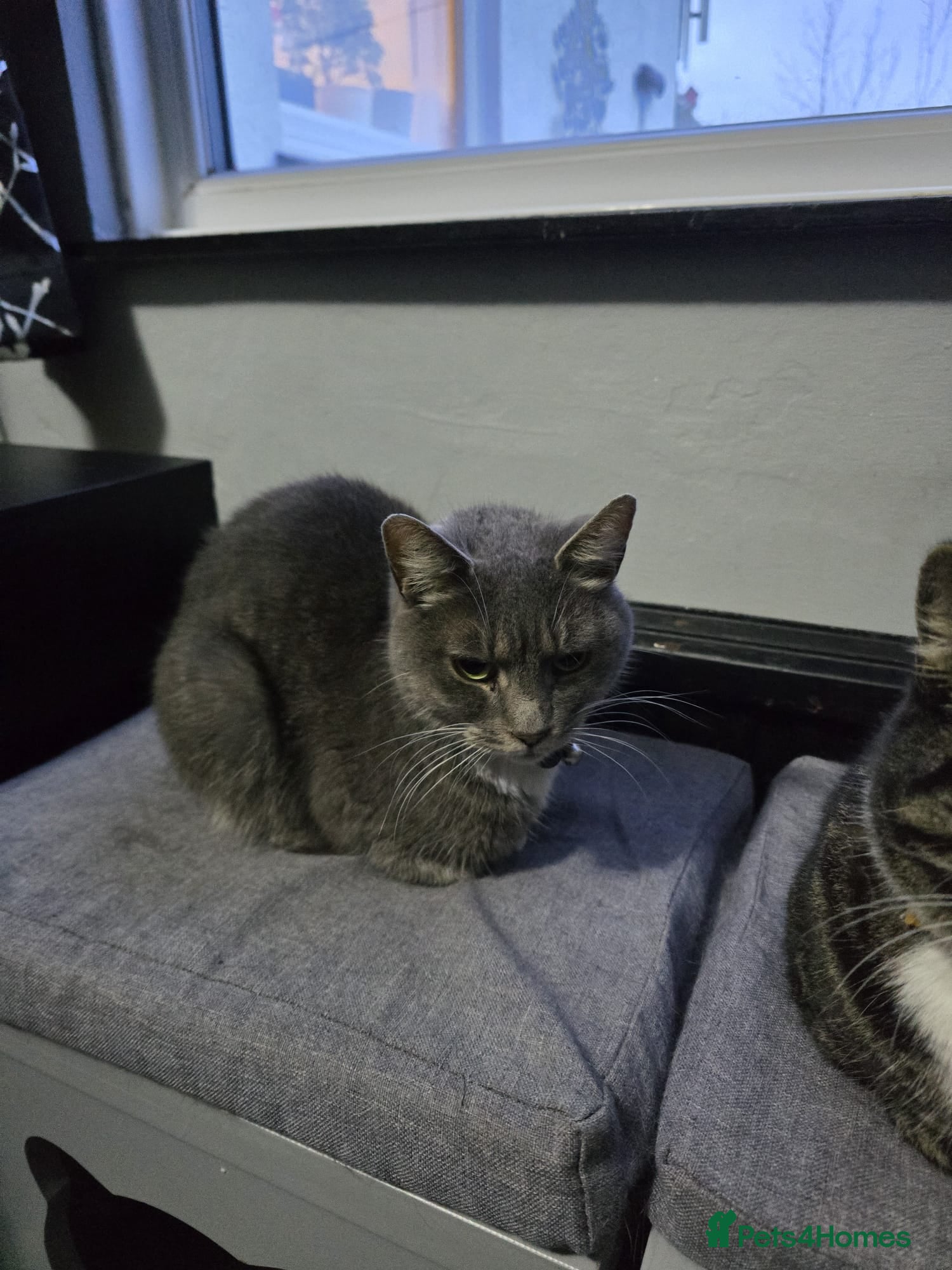 Mixed Breed cats 4 female cats needed to ve rehomed - Advert 1