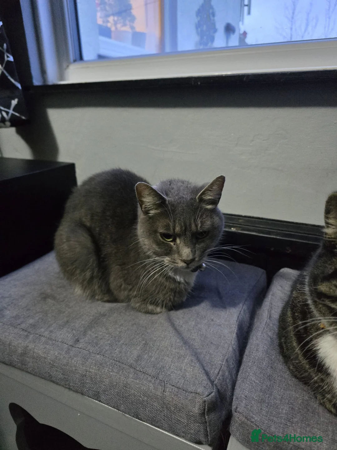 Mixed Breed cats for sale: 4 female cats needed to ve rehomed - Advert 1