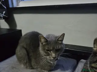 Mixed Breed cats 4 female cats needed to ve rehomed - Advert 1