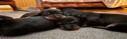 Miniature Dachshund dogs for sale: miniature Dachshund  - Advert 5