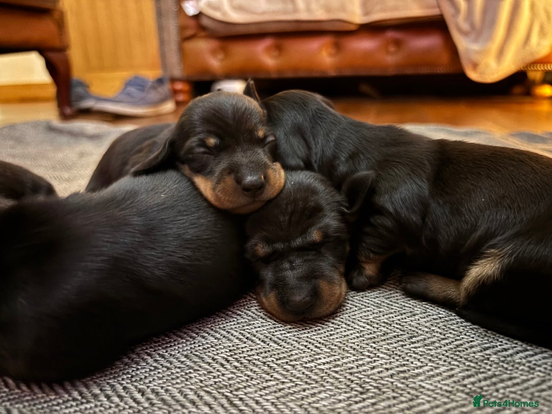 Miniature Dachshund dogs for sale: miniature Dachshund  - Advert 5