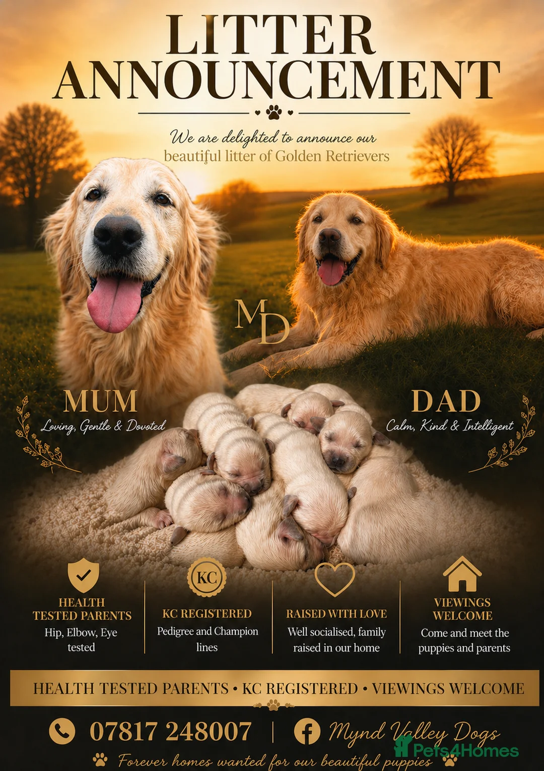 Golden Retriever dogs for sale: Exceptional Golden Retriever Puppies 🐾 - Advert 1