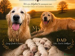 Golden Retriever dogs for sale: Exceptional Golden Retriever Puppies 🐾 - Advert 1