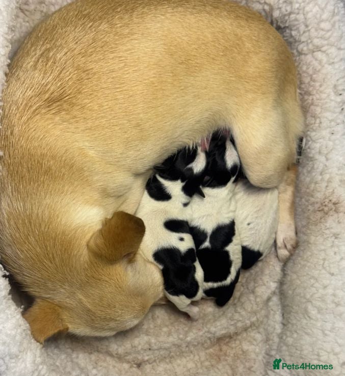 Chihuahua dogs Beautiful Chihuahua puppies seeking loving homes - Advert 1