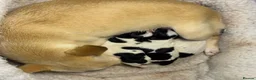 Chihuahua dogs for sale: Beautiful Chihuahua puppies seeking loving homes in Colchester - Advert 1