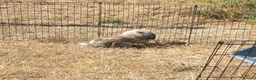 French Lop rabbits for sale: Pedigree French lop giant rabbit for sale - Advert 7