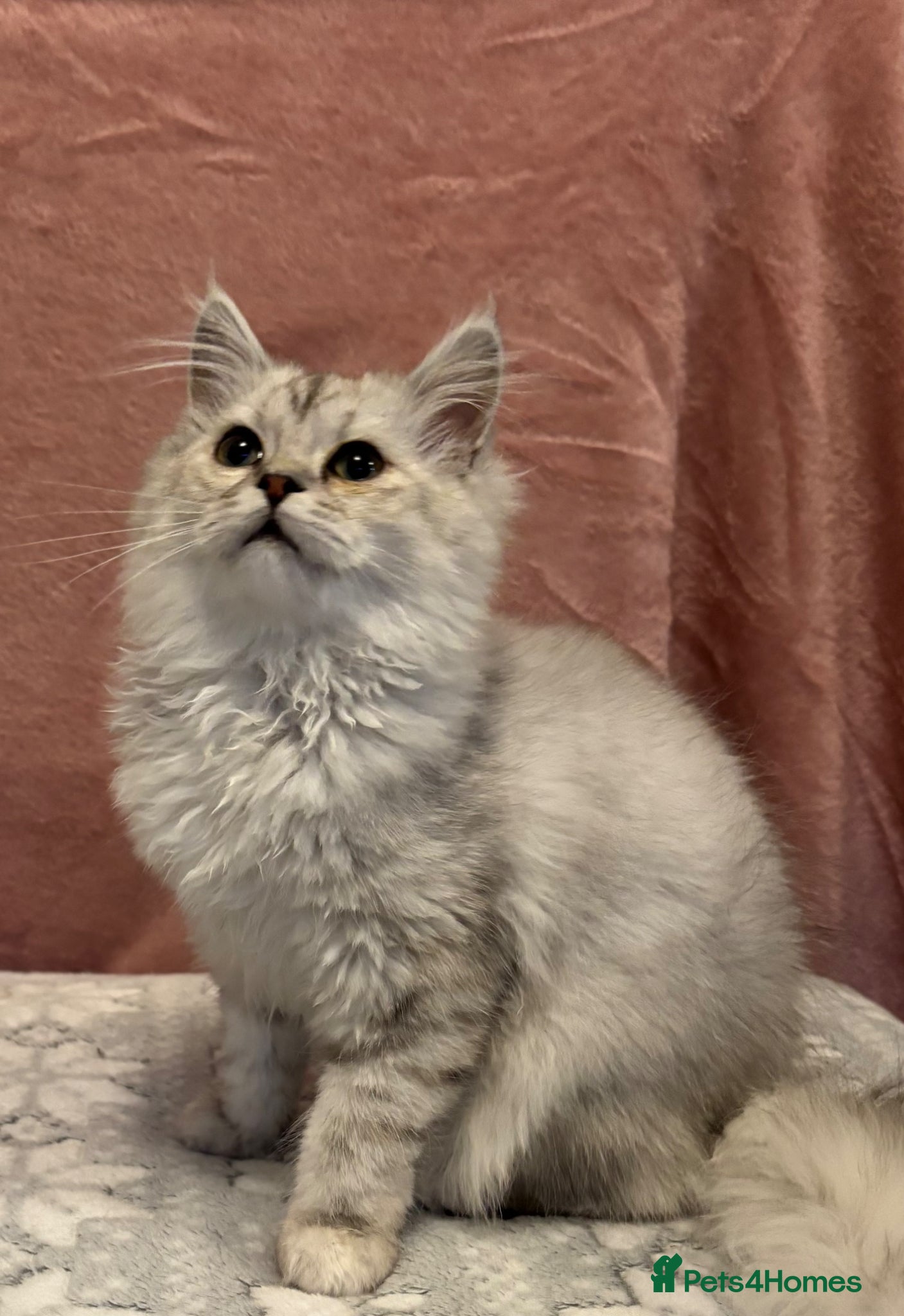 Mixed Breed cats 2 female silver tipped Persian X ragdoll kittens  - Advert 10