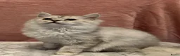 Mixed Breed cats for sale: 2 female silver tipped Persian X ragdoll kittens  - Advert 2