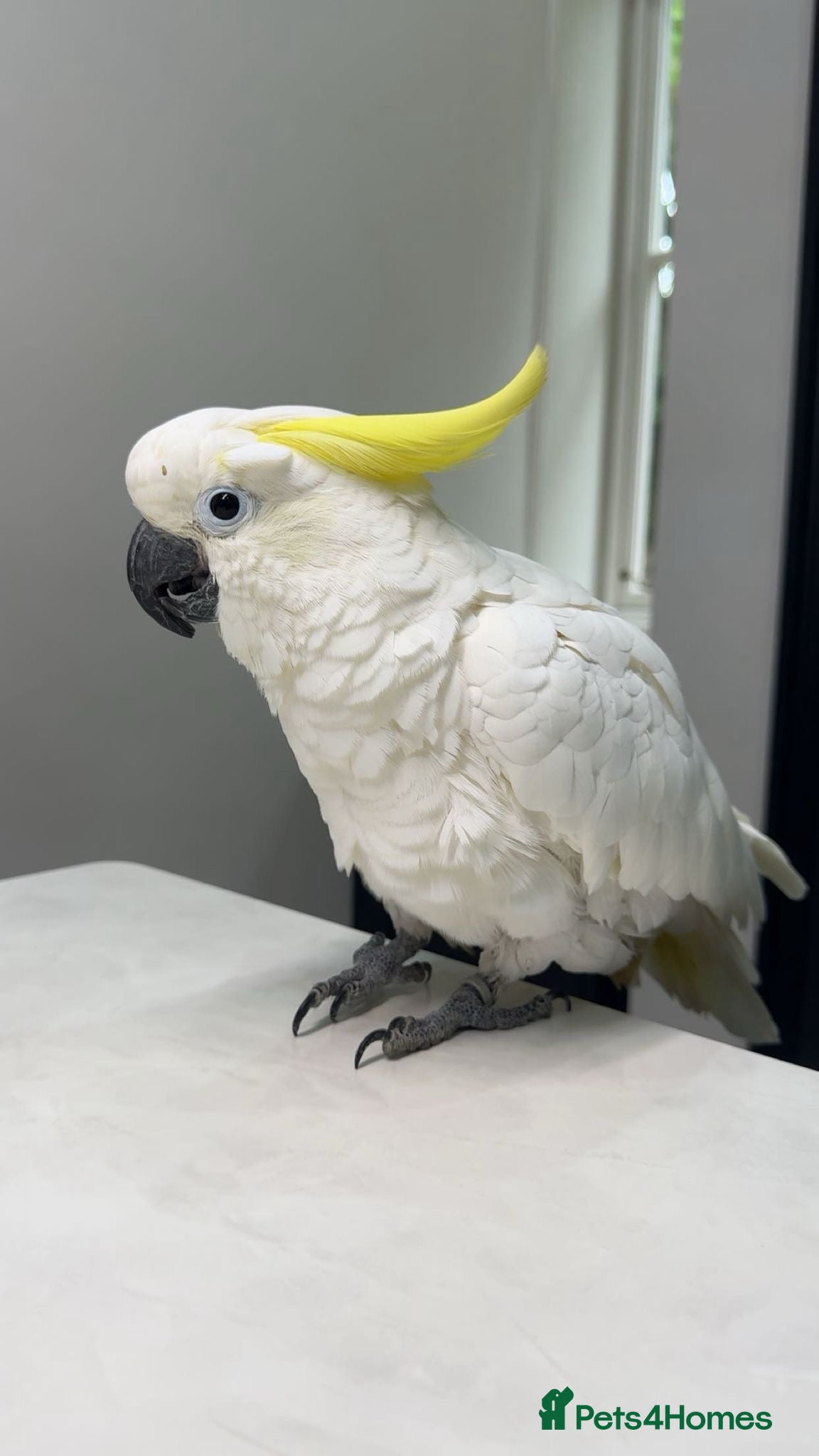 Cockatoo birds TAME COCKATOO - Advert 3