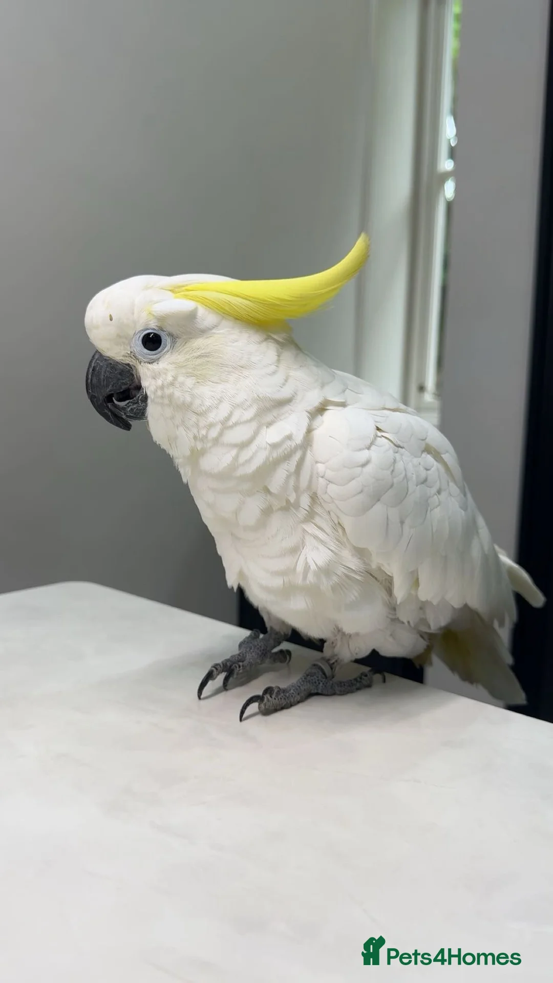 Cockatoo birds for sale: TAME & TALKING COCKATOO - Advert 1