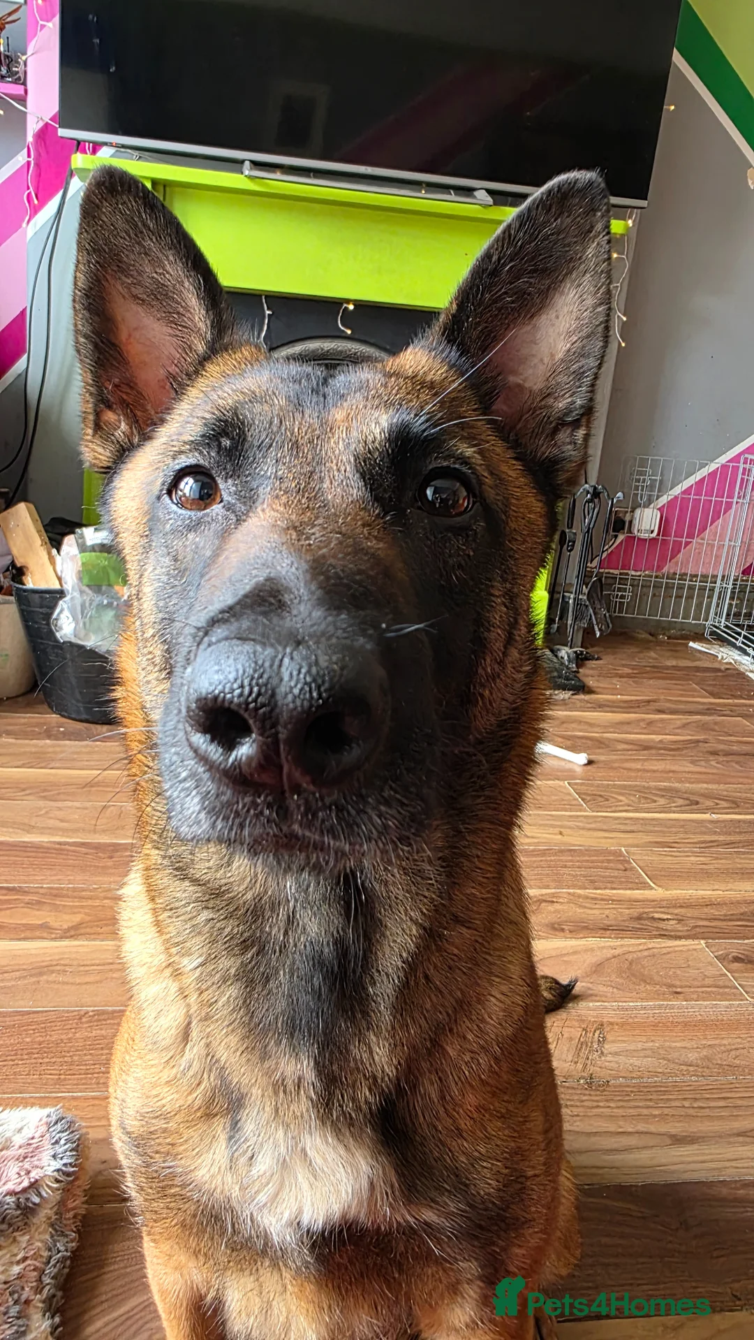 Mixed Breed dogs for sale: GSD/Malinois Crosses - Advert 2