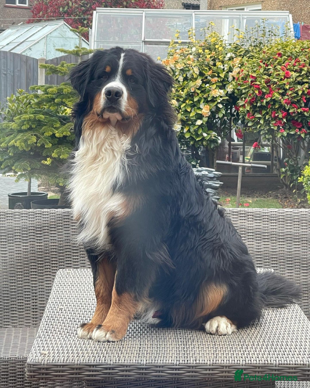 Bernese Mountain Dog dogs for stud: 🔥 CRUZ💥 TOP QUALITY BERNESE MOUNTAIN DOG STUD in Whitehaven - Image 1