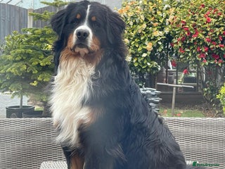 Bernese Mountain Dog dogs in Whitehaven - Advert 10