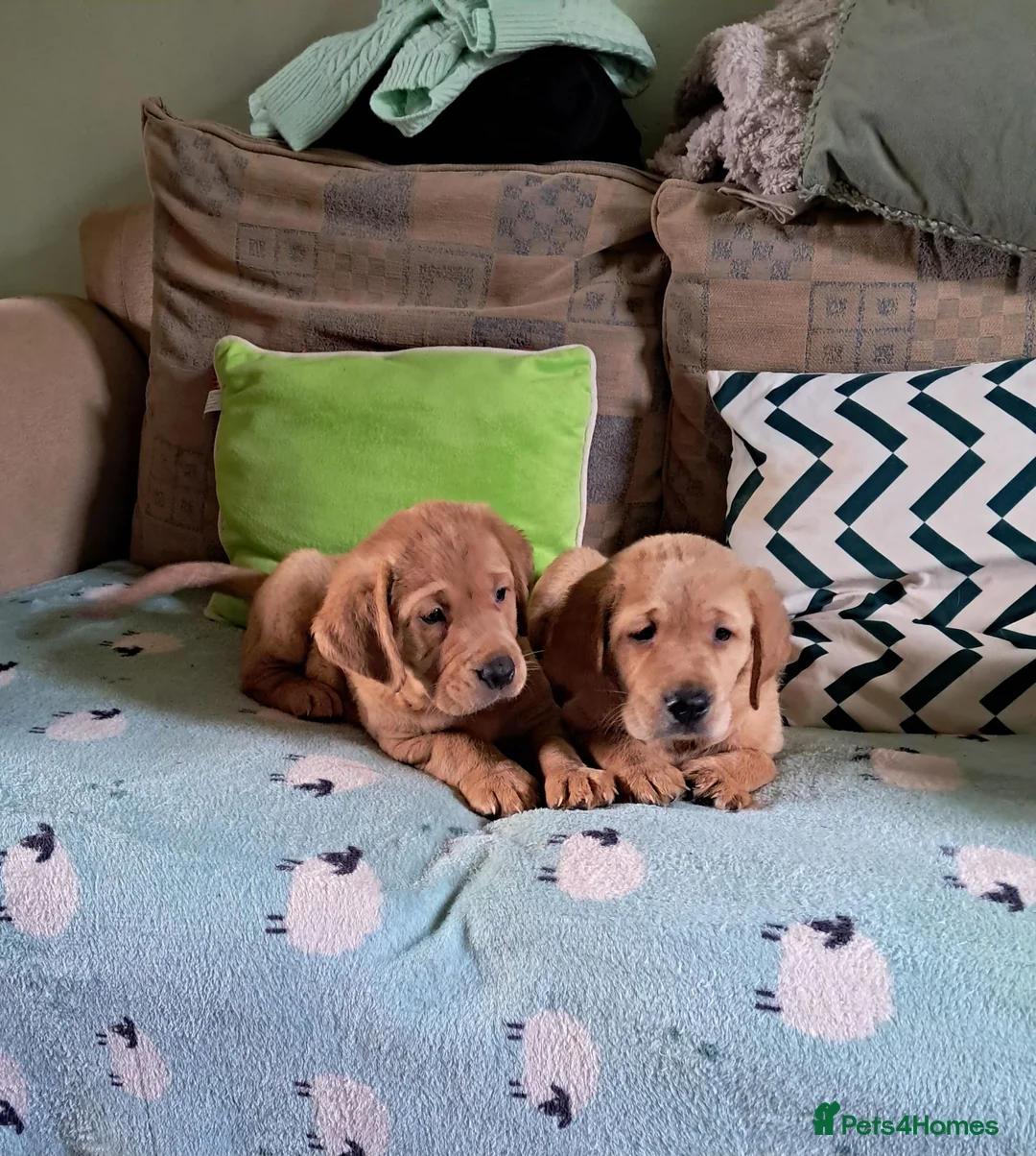 Goldador dogs for sale: Labrador x Golden retriever pups - Advert 1