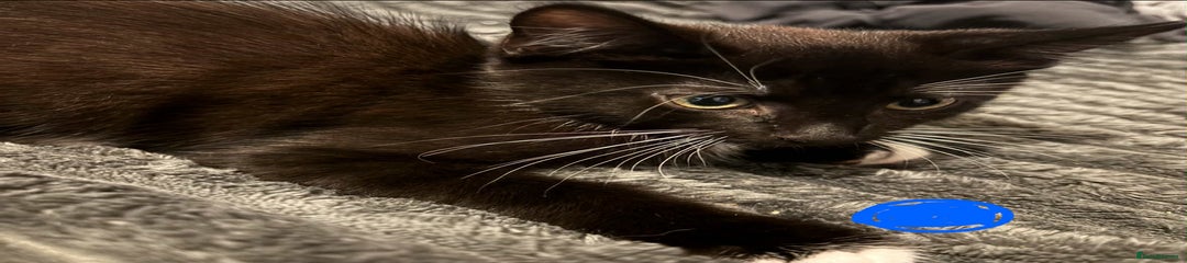 British Longhair Kitten 2