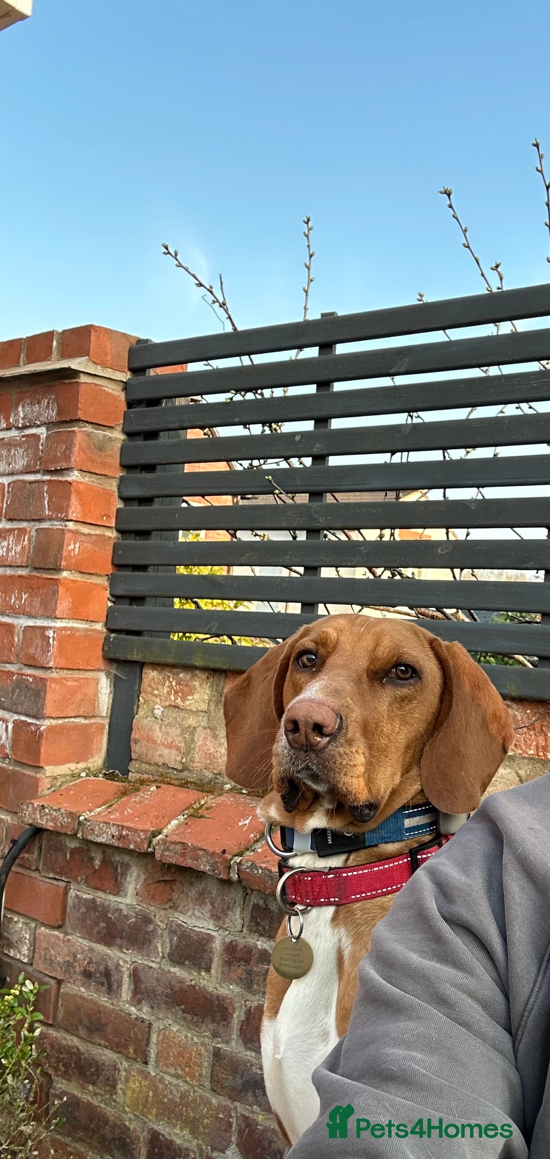 Bavarian Mountain Hound dogs for sale: Zoro needs a new home - Image 11