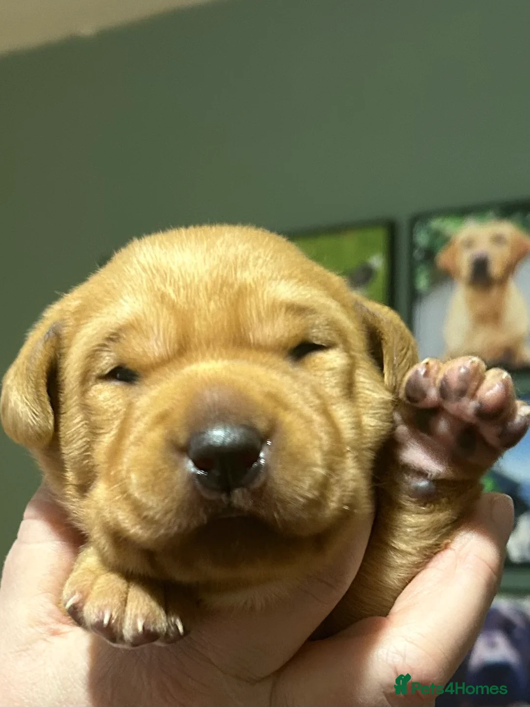 Labrador Retriever dogs for sale: KC REG FOX RED LABRADOR PUPPIES  - Advert 11