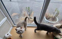 British Shorthair cats for sale: 3 British Blue / Scottish Fold kittens - Image 6