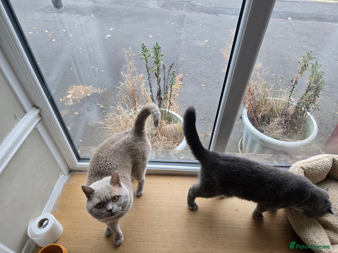 British Shorthair cats for sale: 3 British Blue / Scottish Fold kittens - Image 6