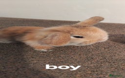 Mini Lop rabbits for sale: 4x gorgeous mini lop bunnies - Image 4