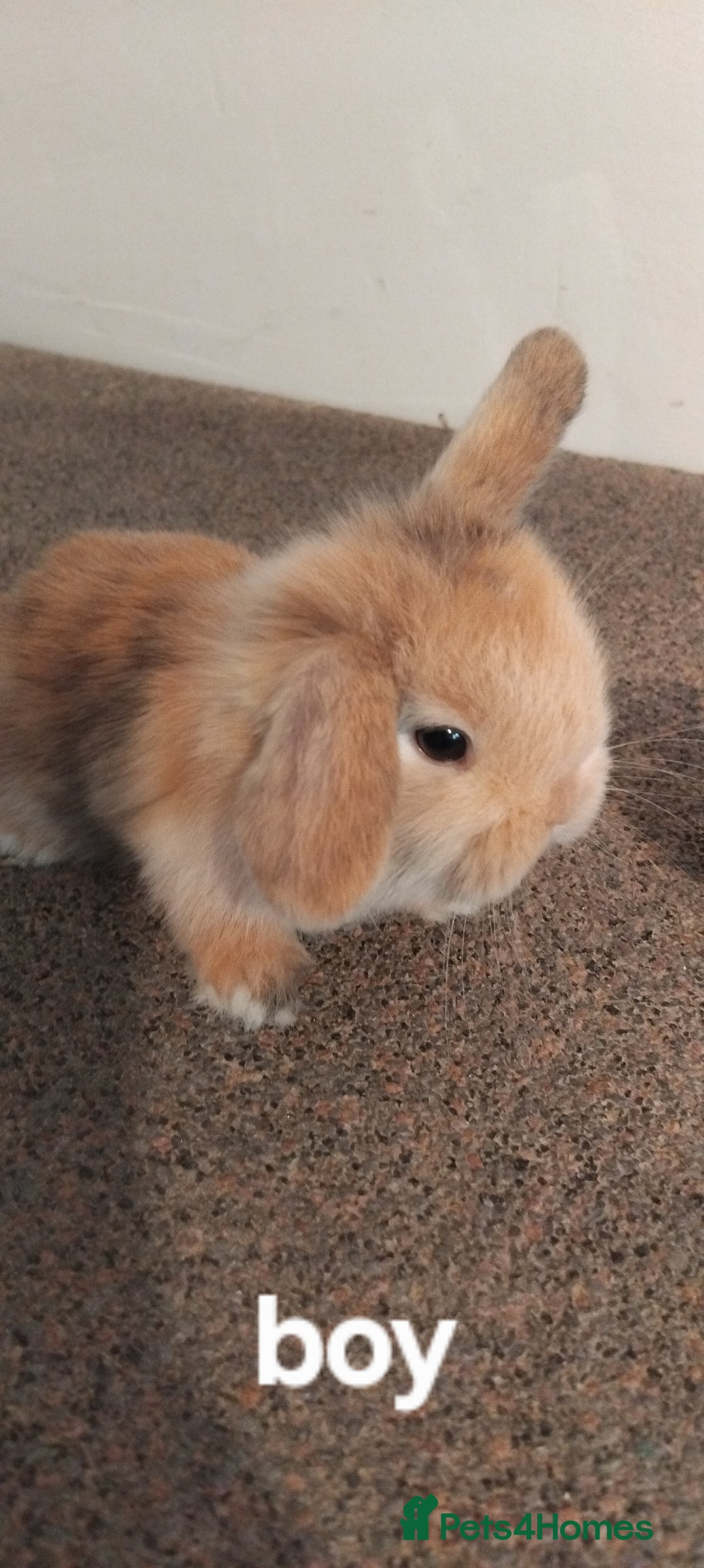 Mini Lop rabbits for sale: 4x gorgeous mini lop bunnies - Image 4