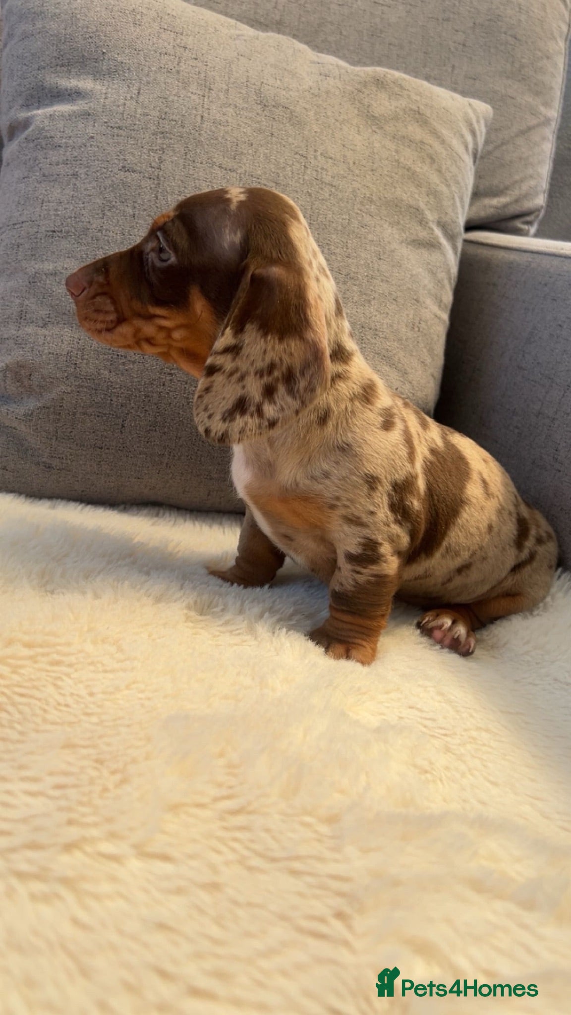 Miniature Dachshund dogs Miniature dachshunds 1000 - Advert 3