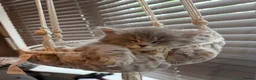 Mixed Breed cats for sale: Scottish straight x calico  - Advert 5