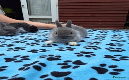 Netherland Dwarf rabbits for sale: 3 Netherland Dwarf bunnies ready 4 forever homes  - Image 16