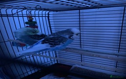 Budgerigars birds for sale: 2 Budgies with Medium Cage & Accessories  - Image 4