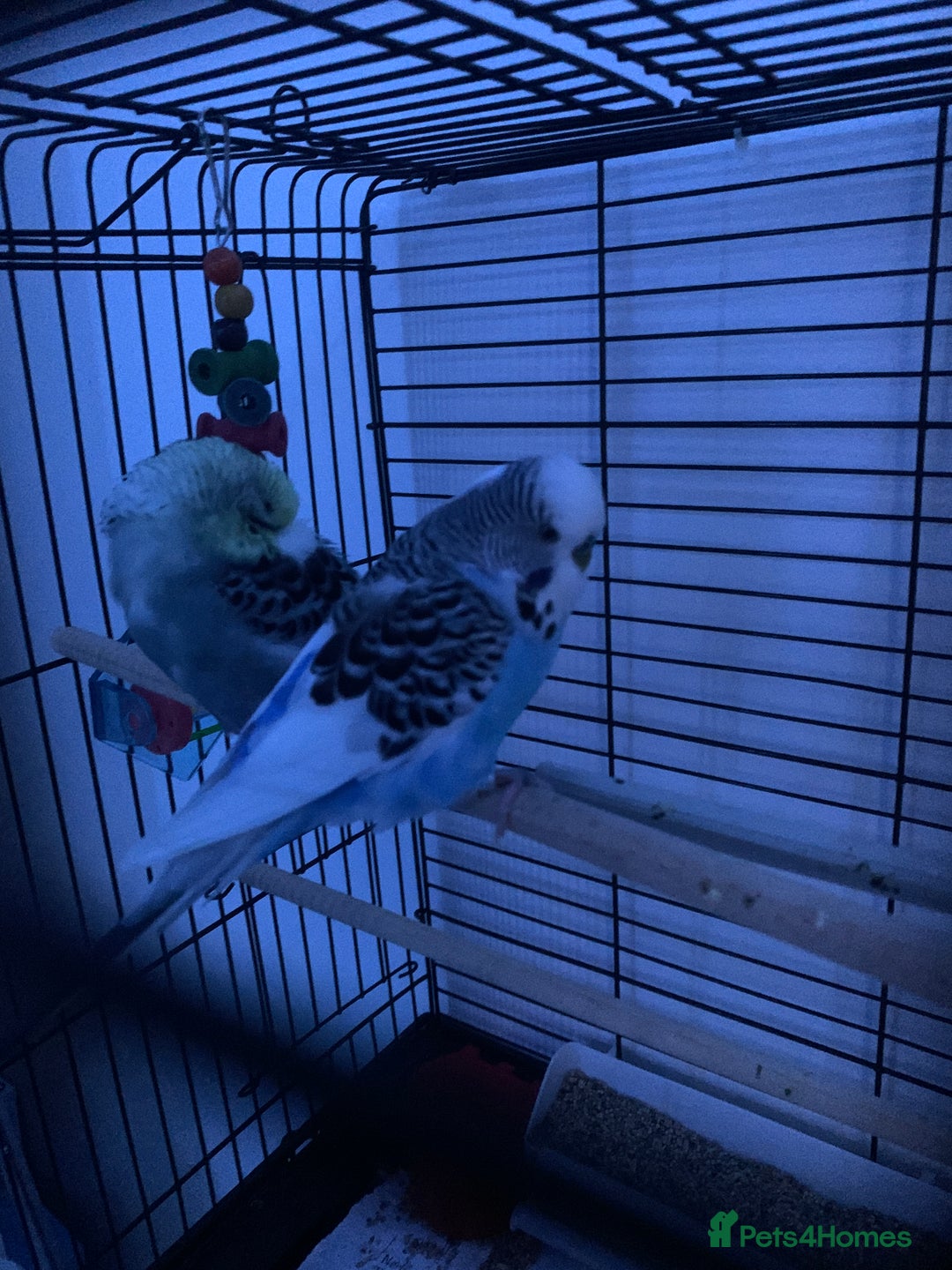 Budgerigars birds for sale: 2 Budgies with Medium Cage & Accessories  - Image 4