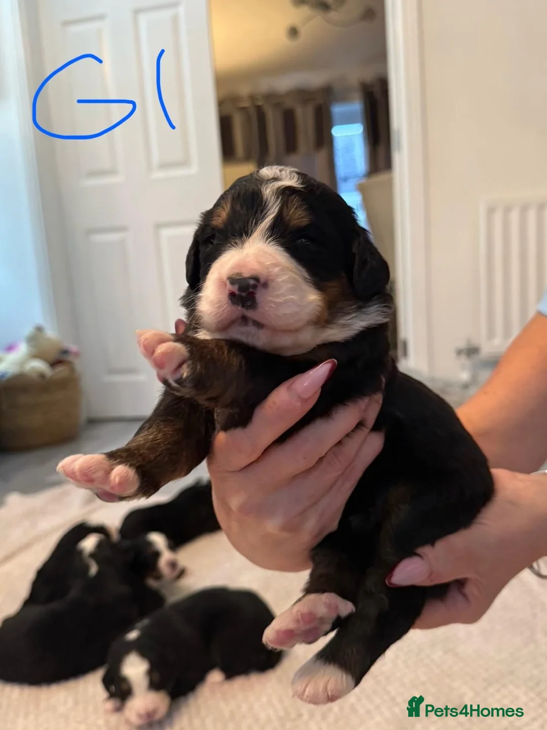 Bernese Mountain Dog dogs for sale: Bernese Mountain Dog pups. in Ormskirk - Advert 9