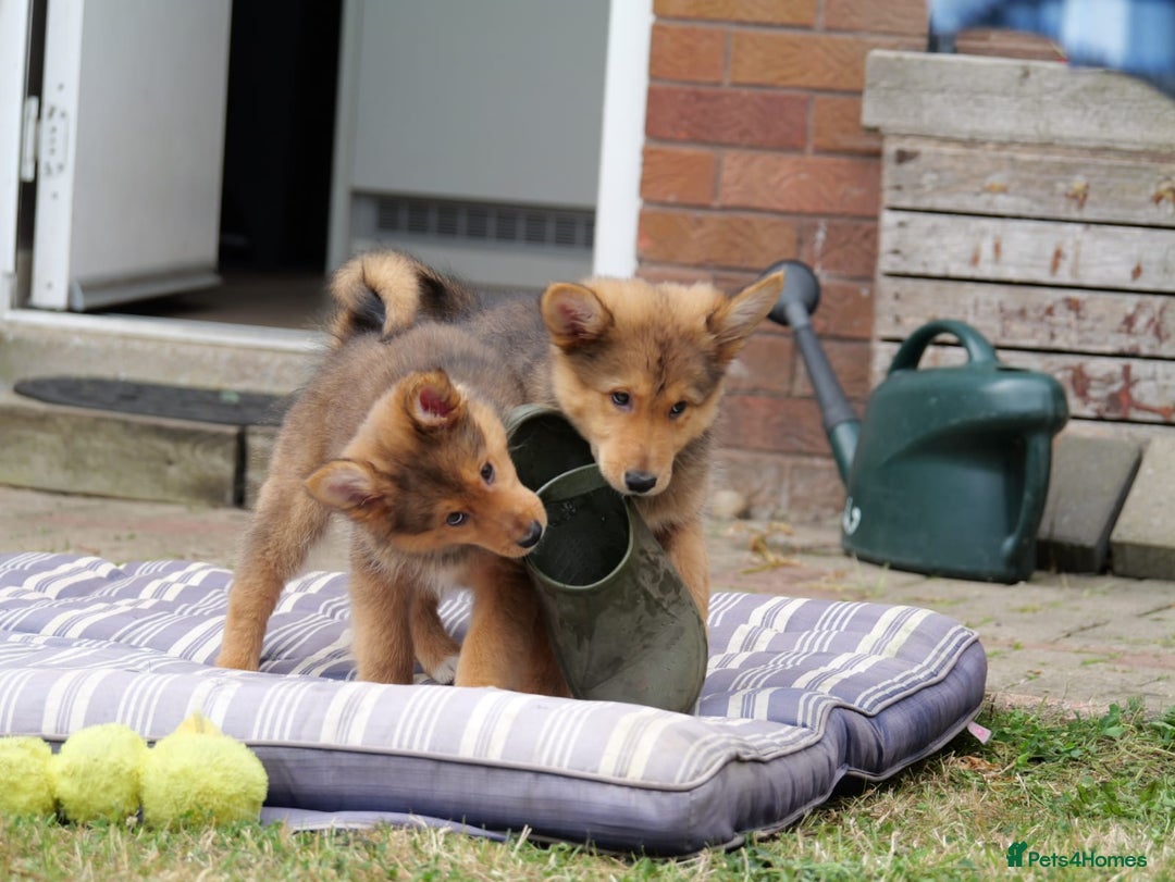 Mixed Breed dogs for sale: Shollies  in Rochdale - Image 20