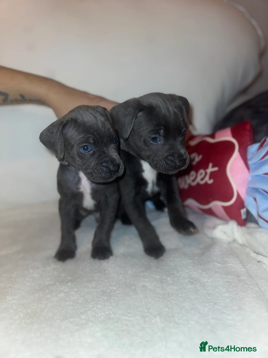 Cane Corso dogs for sale: Outstanding cane corso pups 🐶  - Advert 23