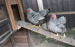 Chickens poultry for sale: Silver Laced Wyandotte Bantam pullets. - Image 3