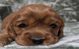 Cockalier dogs for sale: Stunning Health Tested Cockalier Puppies - Image 16