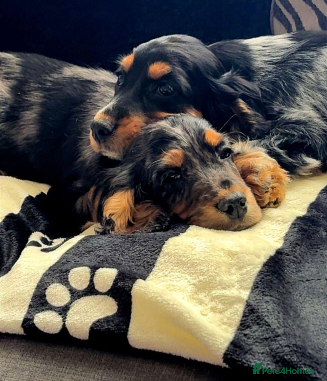 Cocker Spaniel dogs for sale: Brother and sister  in Rotherham - Advert 1