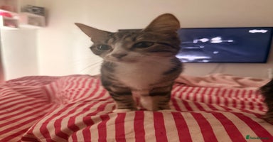 British Shorthair cats - Advert 7