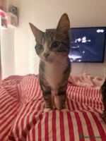 British Shorthair cats - Advert 7