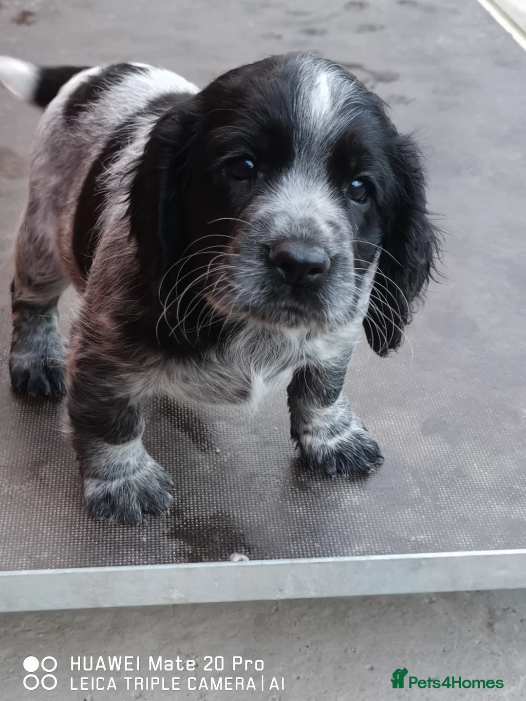 Cocker Spaniel dogs for stud: Fully health tested blue roan cocker in Preston - Advert 3