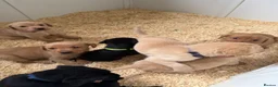 Labrador Retriever dogs for sale: Working Line Labrador Puppies  - Advert 3