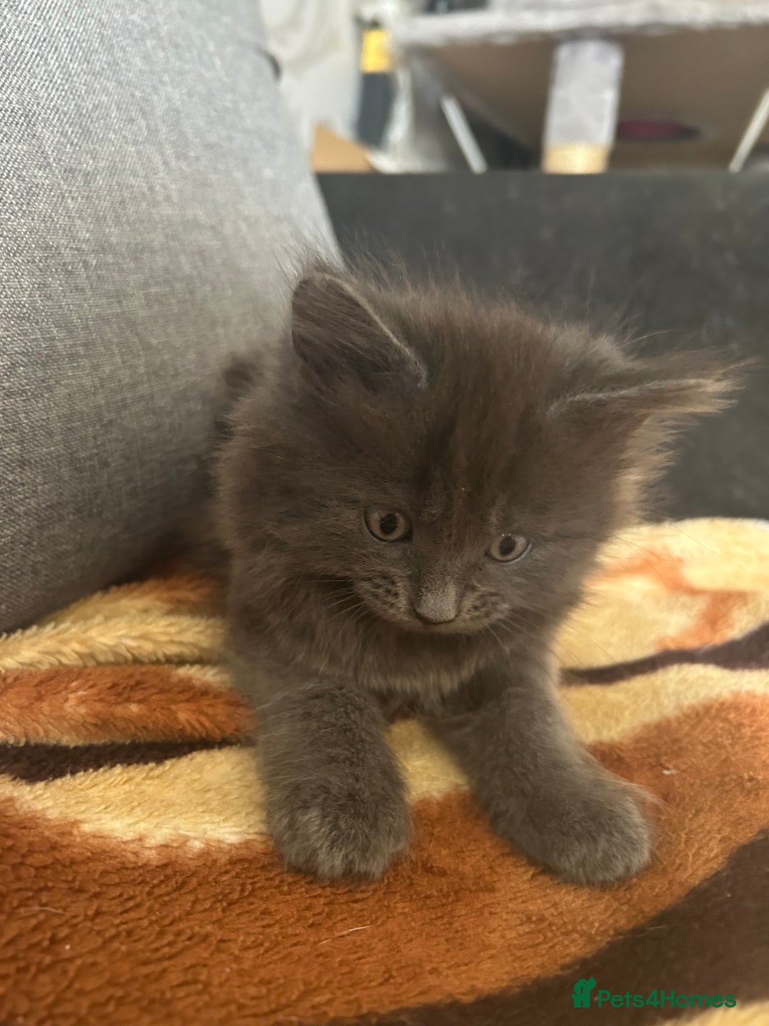 British Shorthair cats for sale: British short mix kitten  - Image 7