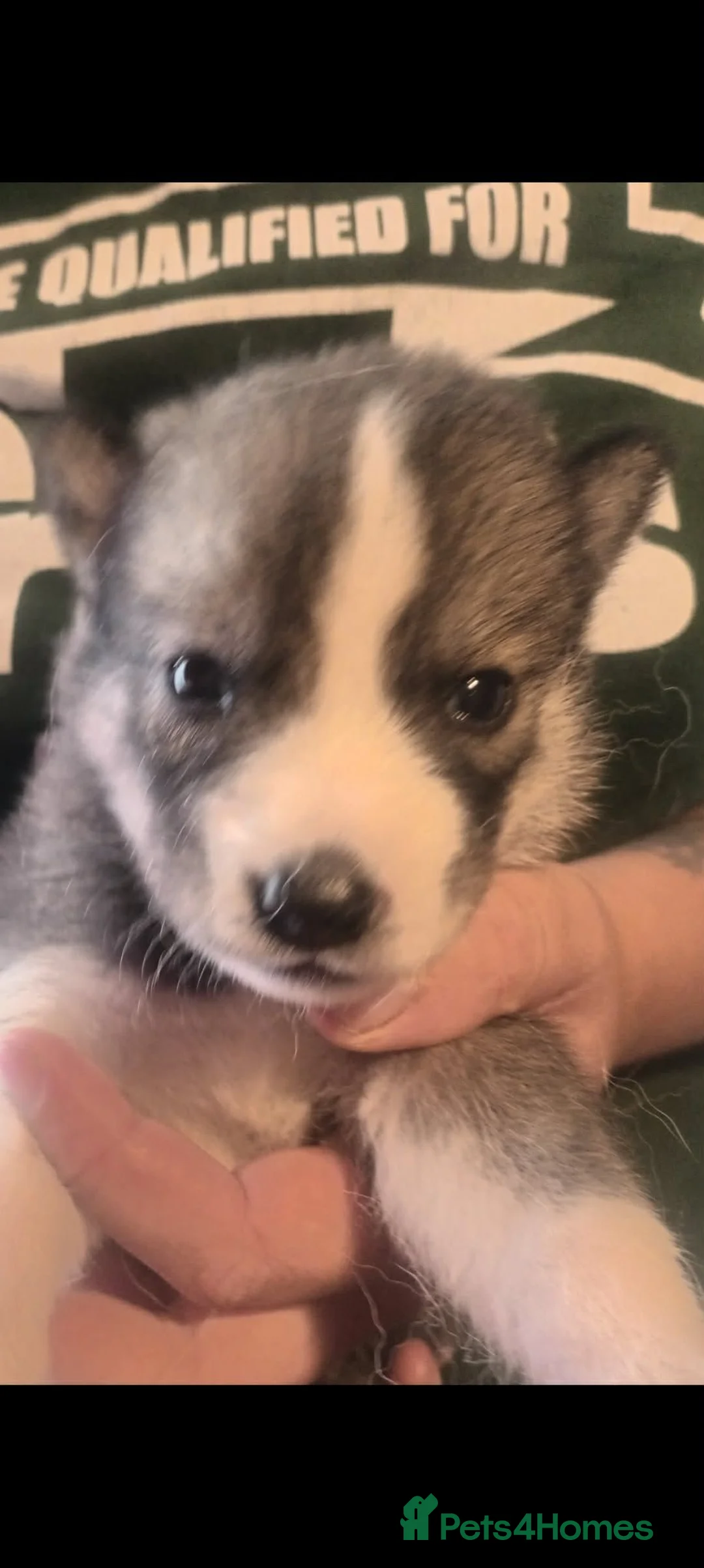 Siberian Husky dogs for sale: Pedigree Siberian Husky Puppies in York in York - Advert 1