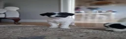 Tibetan Terrier dogs for sale: KC registered Tibetan Terrier's - Advert 5